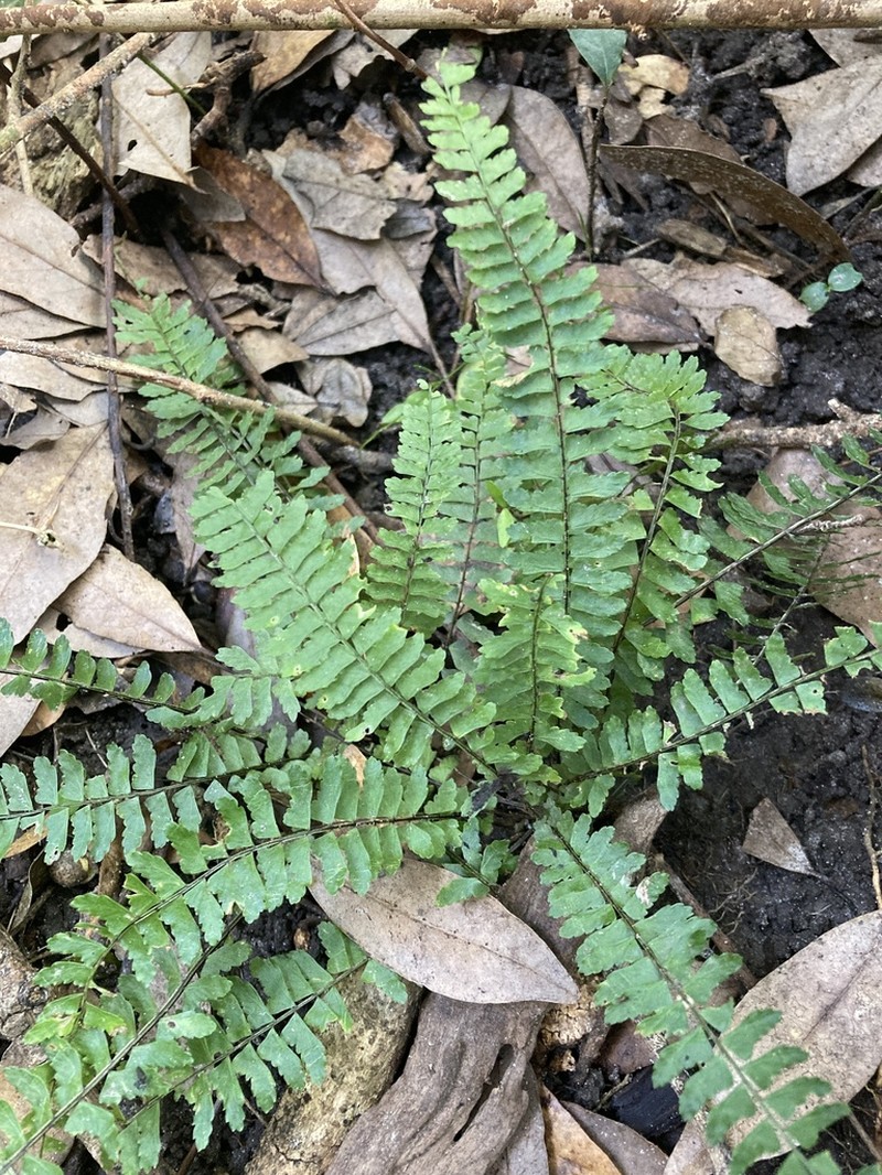 Asplenium sellowianum photo 4