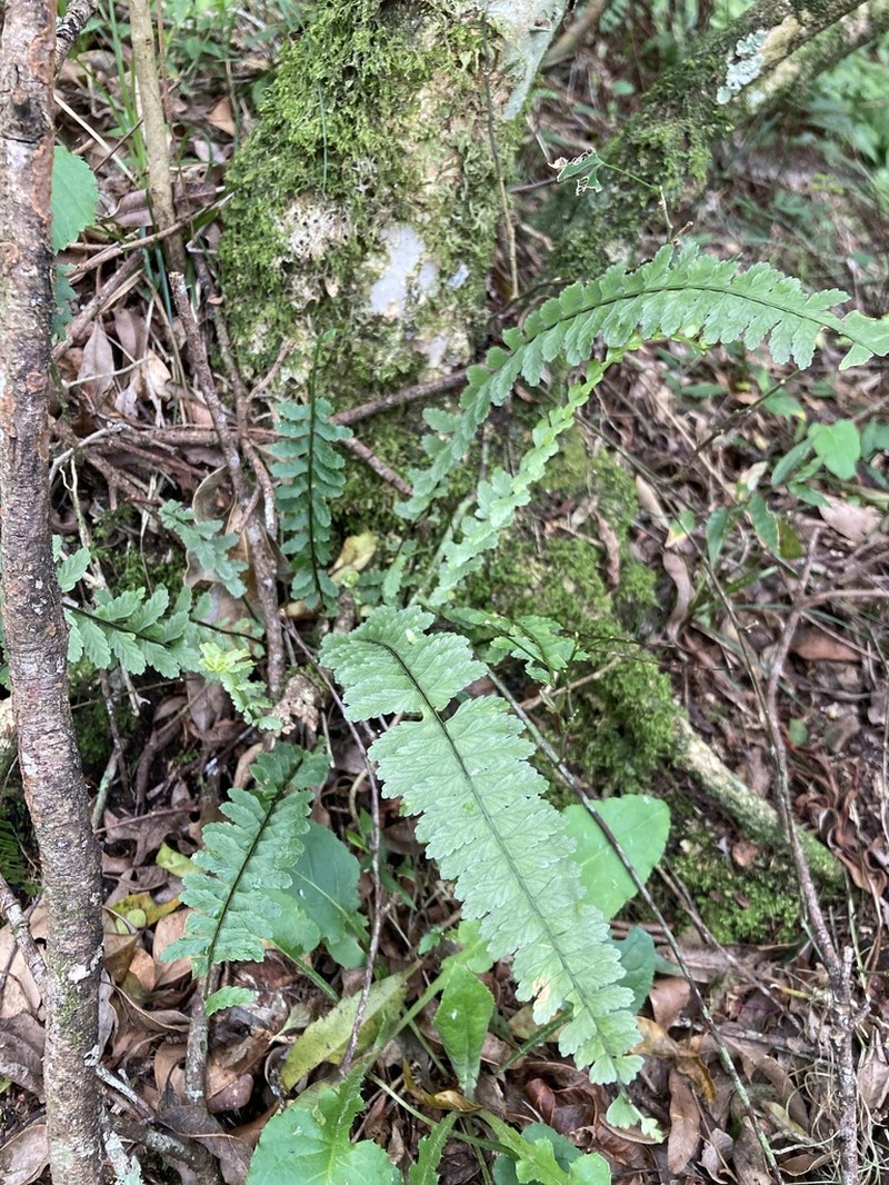 Asplenium sellowianum photo 5