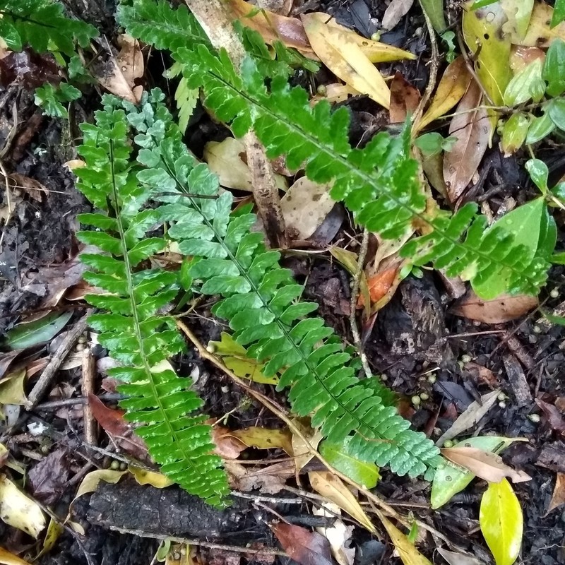 Asplenium sellowianum photo 6