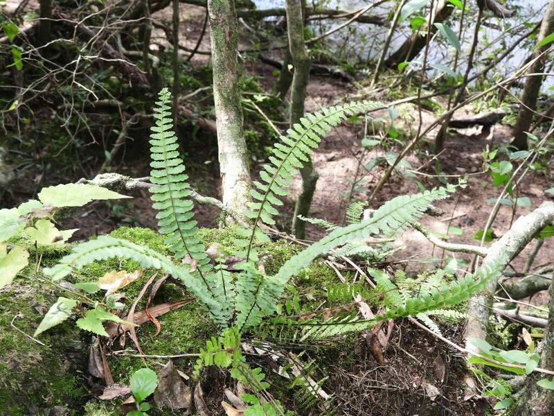 Asplenium sellowianum photo 7