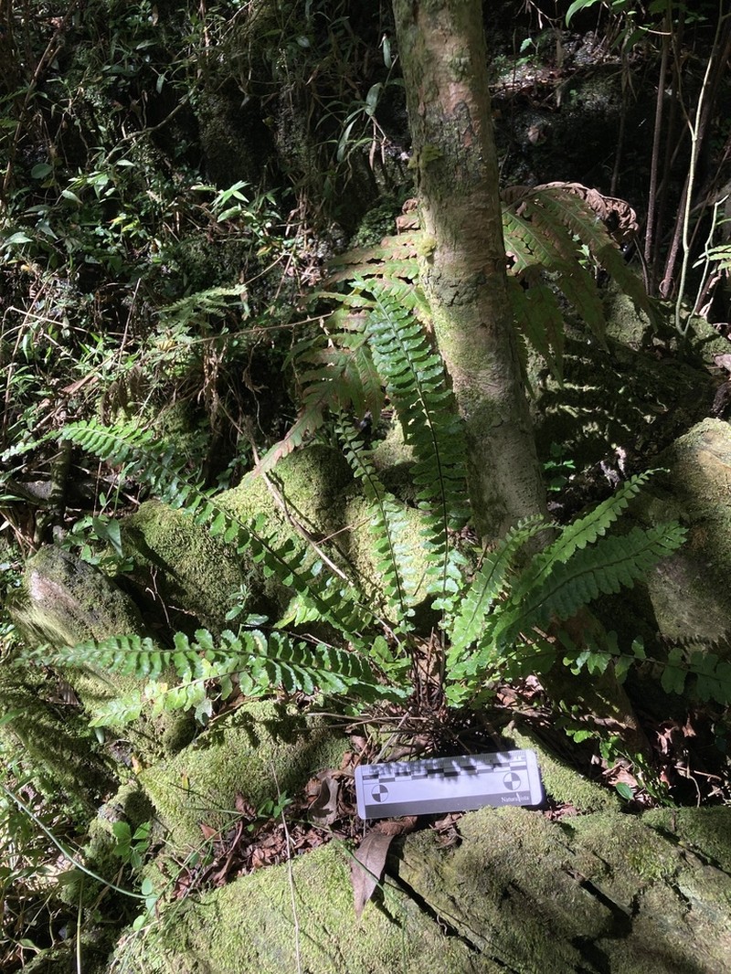 Asplenium sellowianum photo 8