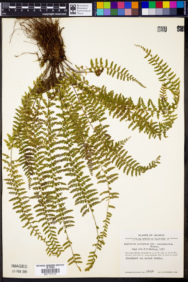 Asplenium semipinnatum photo 4