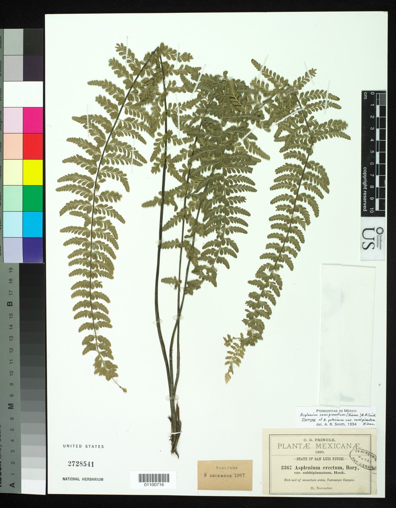 Asplenium semipinnatum
