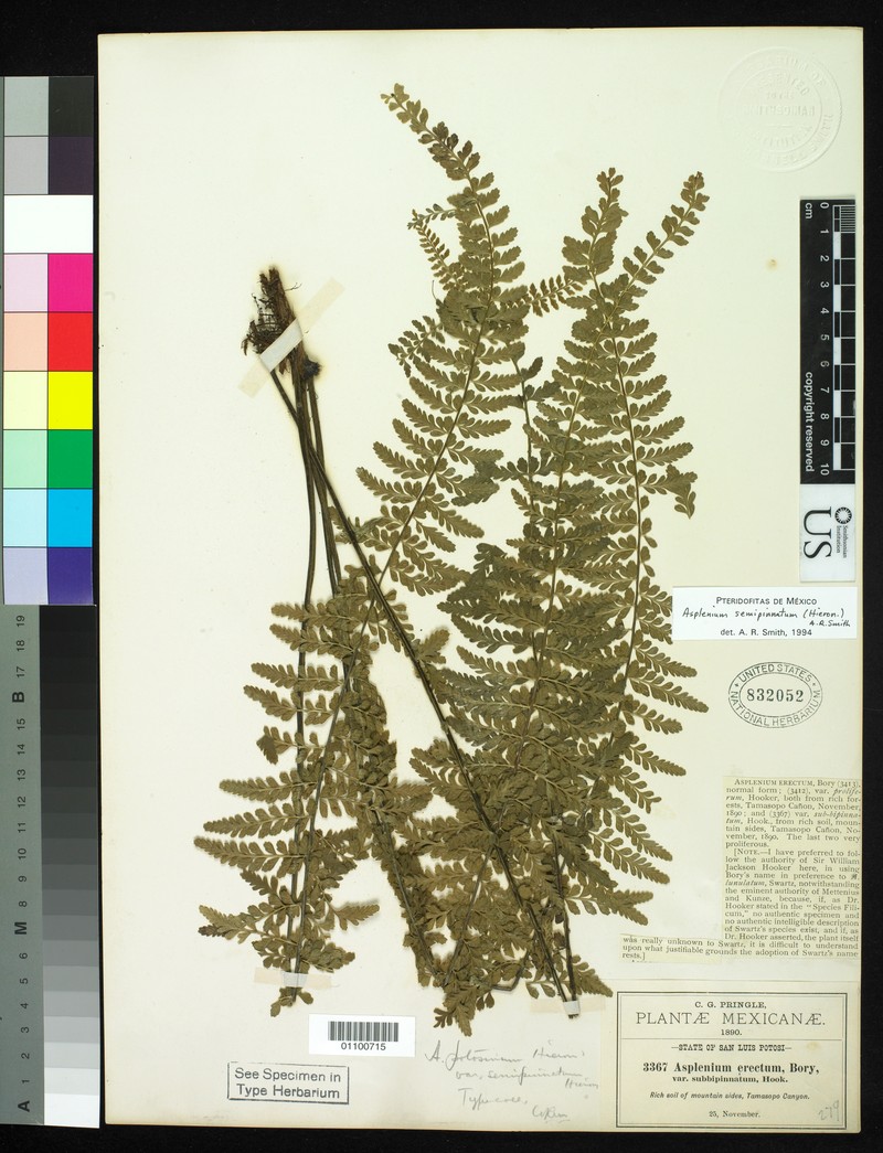 Asplenium semipinnatum photo 5