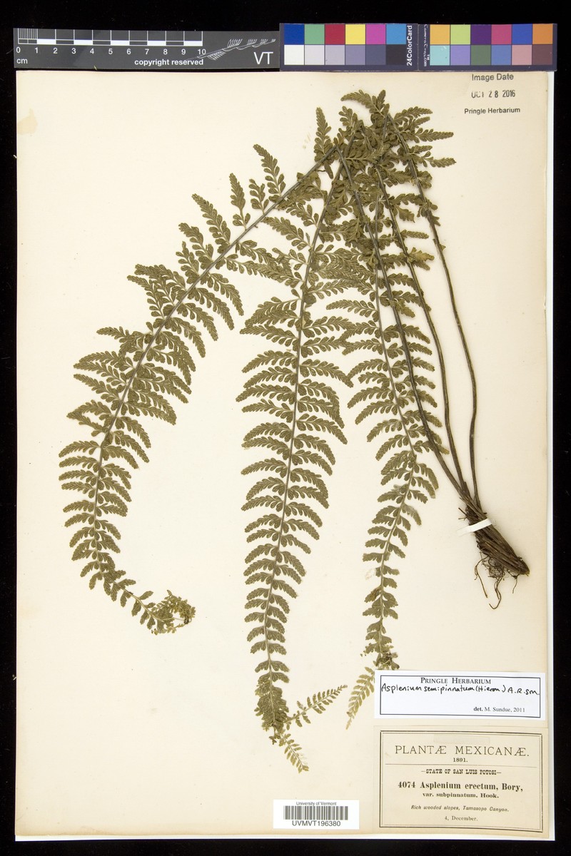 Asplenium semipinnatum