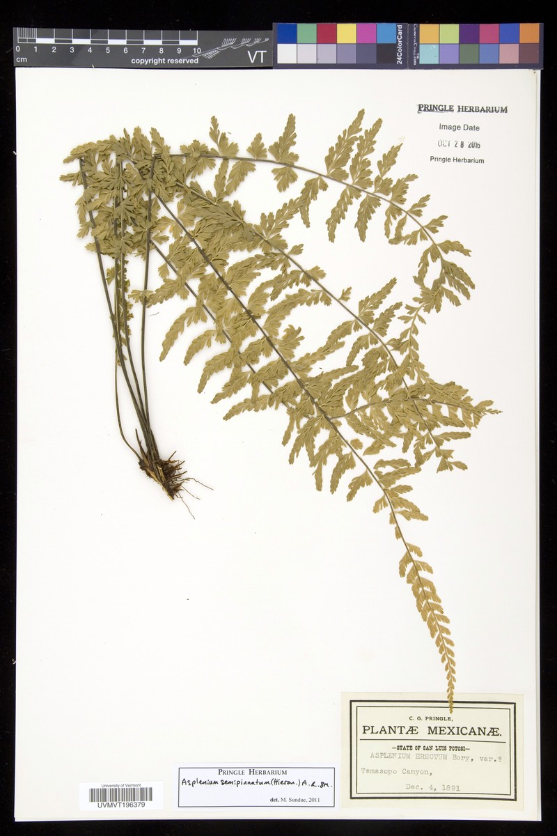 Asplenium semipinnatum photo 2