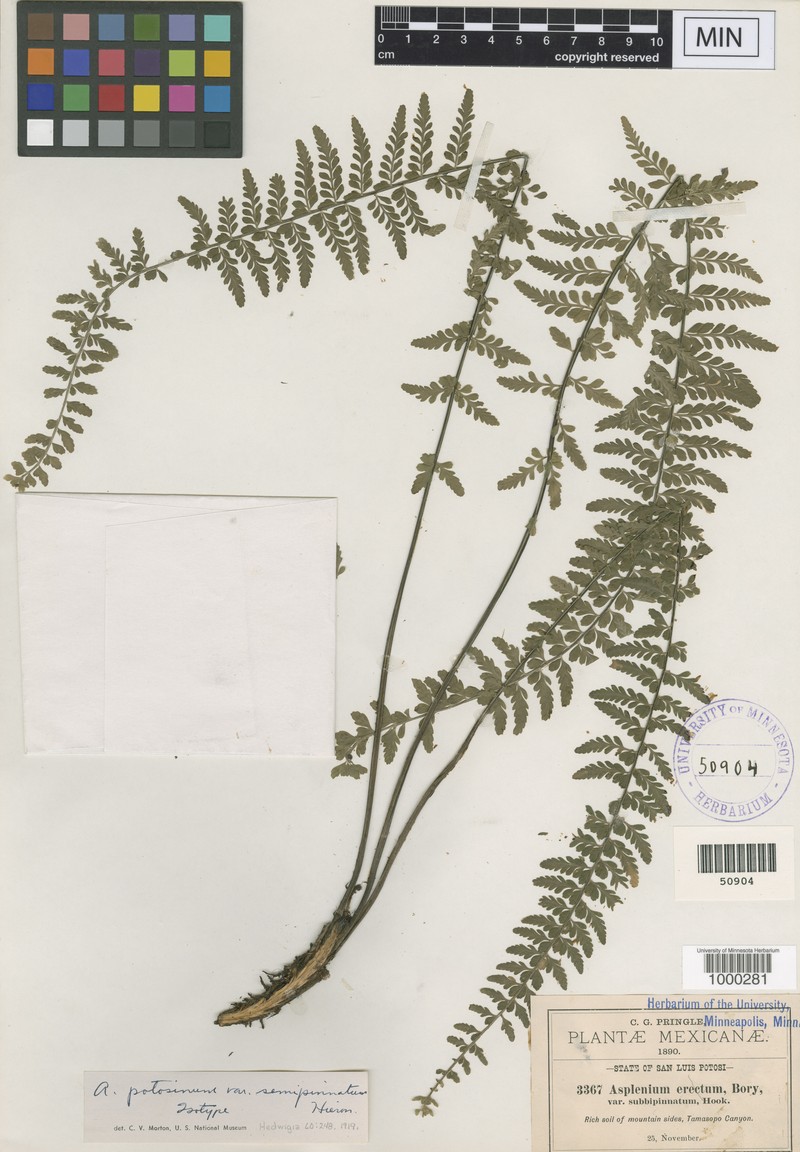 Asplenium semipinnatum photo 3