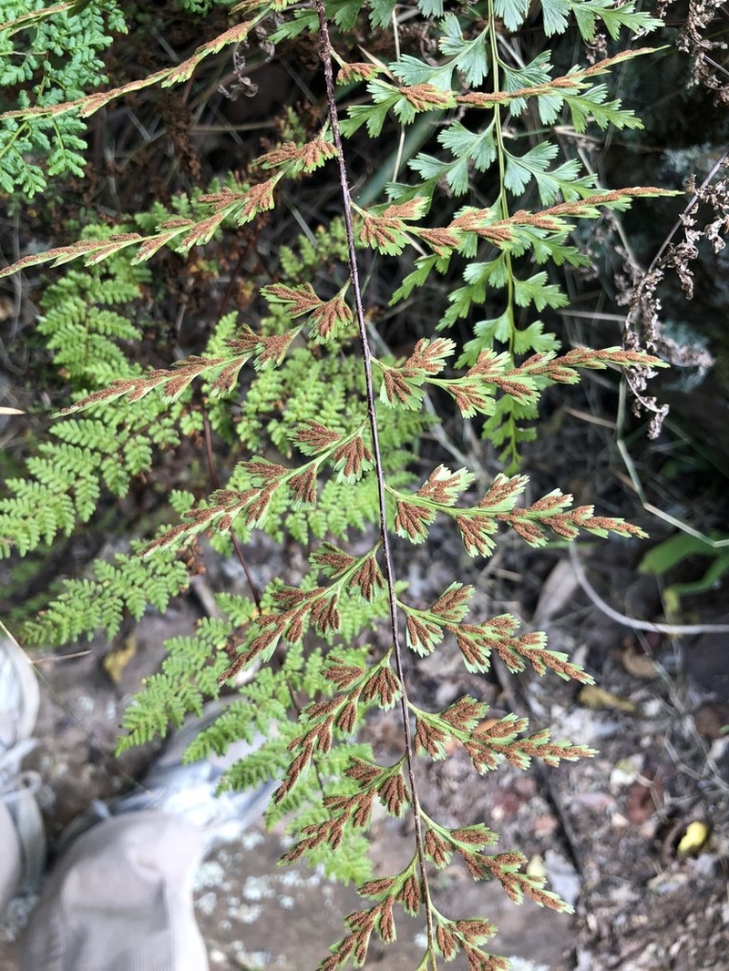 Asplenium semivarians