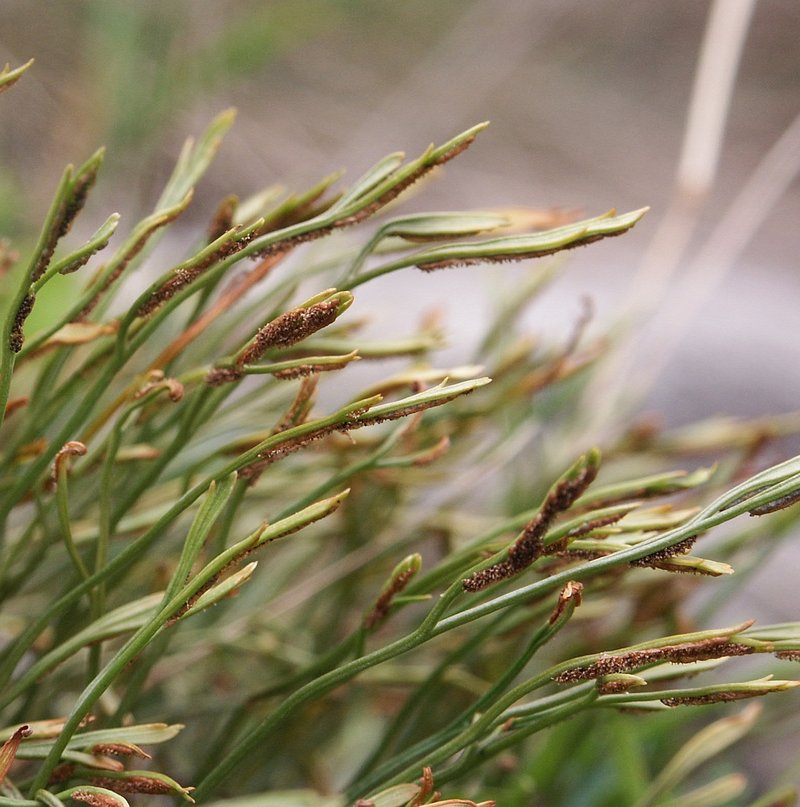 Forked Spleenwort photo 2