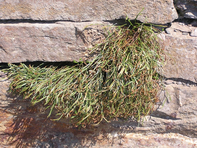 Forked Spleenwort
