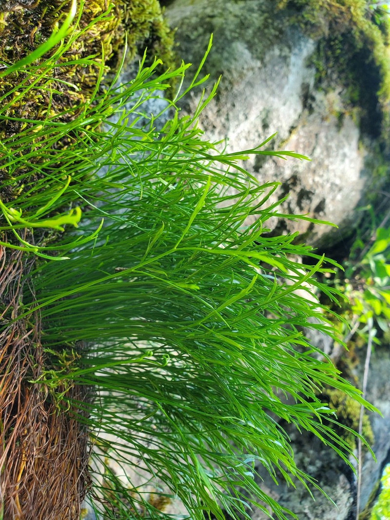 Asplenium septentrionale subsp. caucasicum