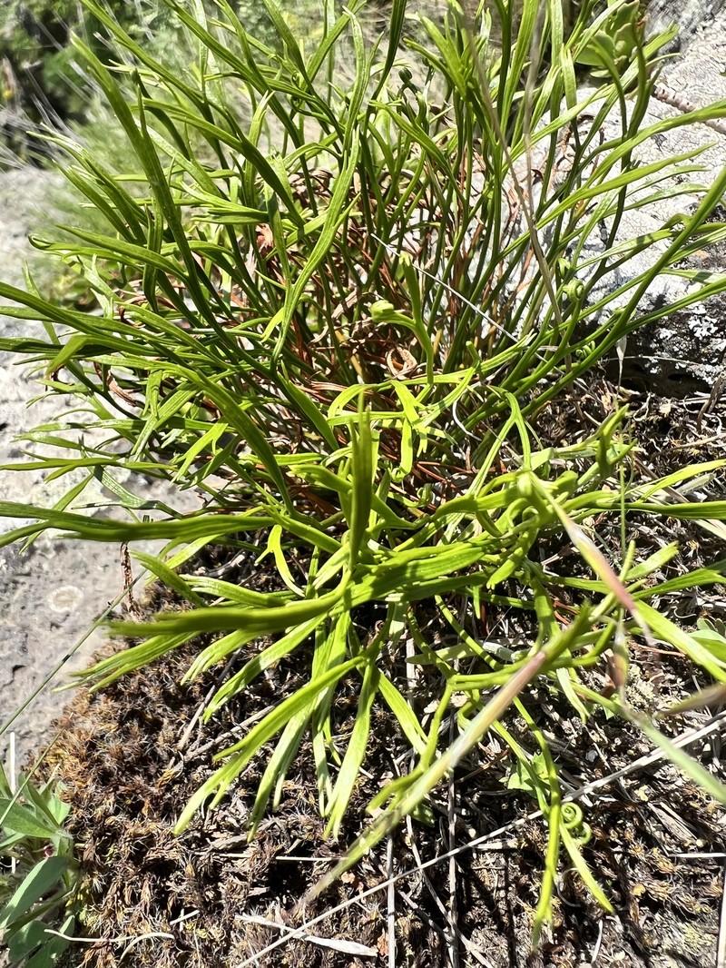 Asplenium septentrionale subsp. caucasicum photo 2