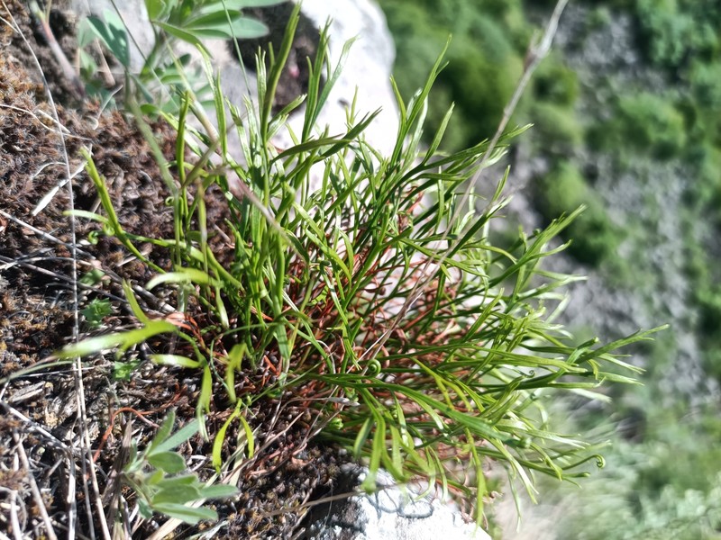 Asplenium septentrionale subsp. caucasicum photo 3