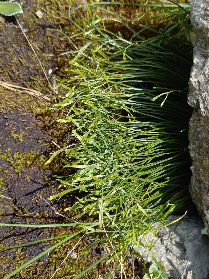 Asplenium septentrionale subsp. caucasicum photo 4