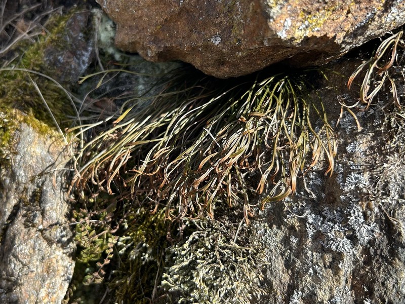 Asplenium septentrionale subsp. septentrionale