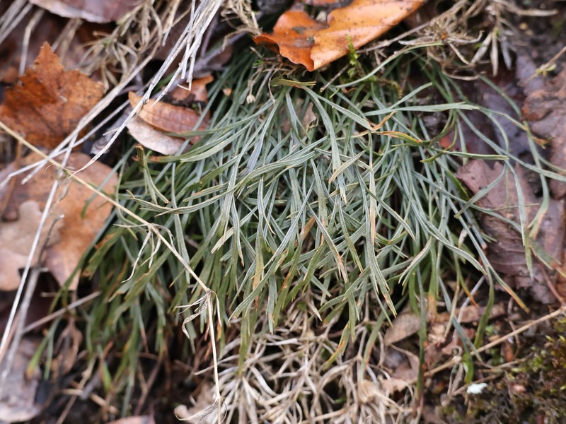 Asplenium septentrionale subsp. septentrionale photo 2