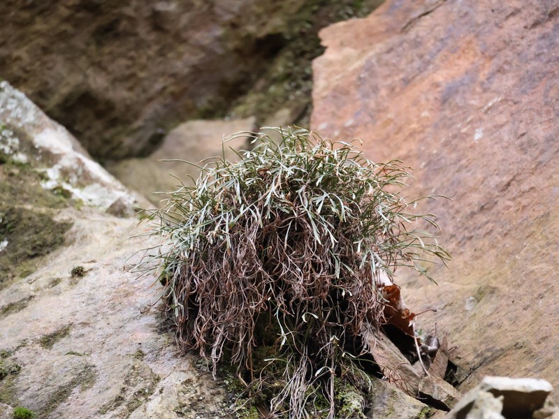 Asplenium septentrionale subsp. septentrionale photo 3