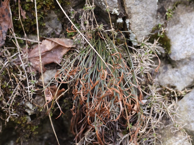 Asplenium septentrionale subsp. septentrionale photo 4