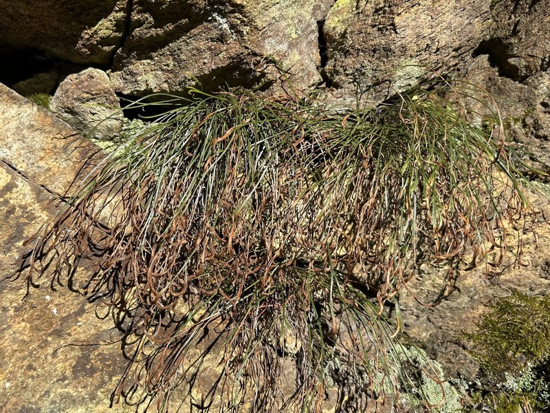 Asplenium septentrionale subsp. septentrionale photo 5