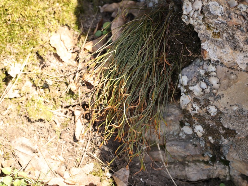 Asplenium septentrionale subsp. septentrionale photo 6