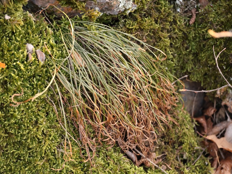 Asplenium septentrionale subsp. septentrionale photo 7