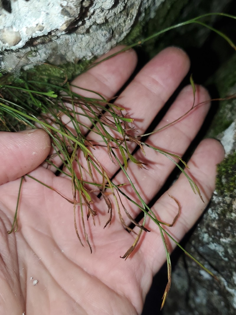 Asplenium septentrionale subsp. septentrionale photo 8