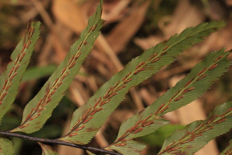 Creeping Spleenwort
