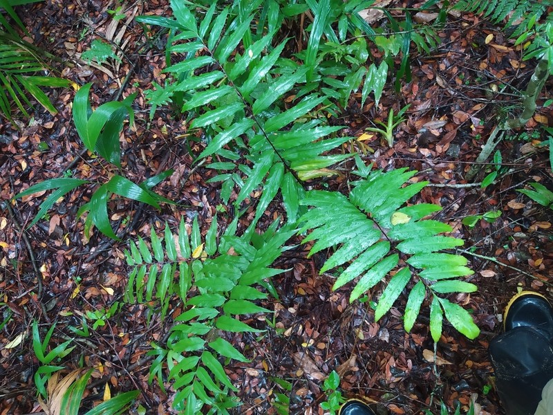 Creeping Spleenwort photo 2