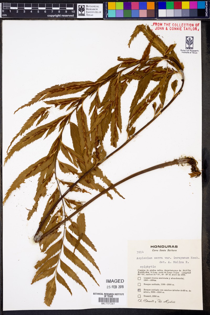 Asplenium serra var. imrayanum