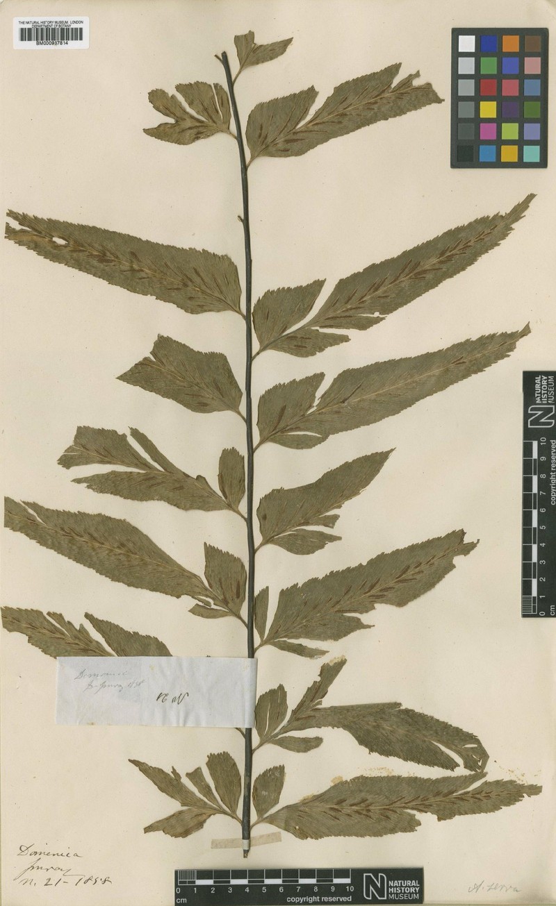 Asplenium serra var. imrayanum photo 2
