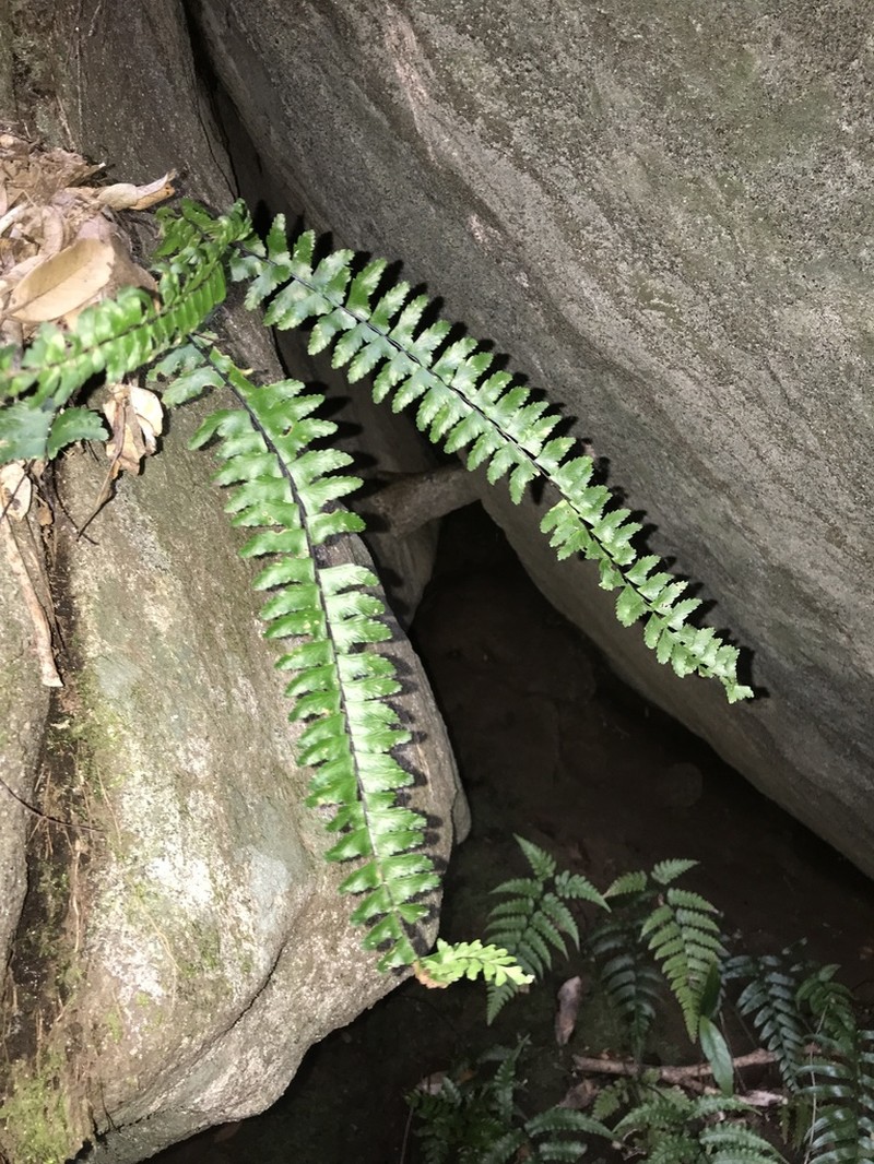 Asplenium serratipinnae photo 2