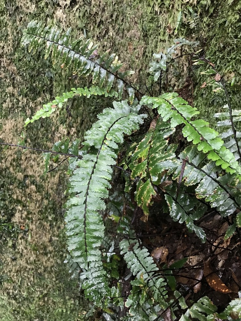 Asplenium serratipinnae photo 4