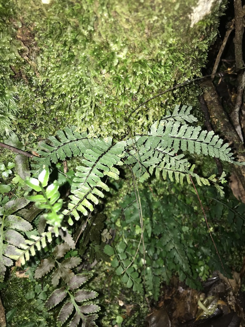 Asplenium serratipinnae photo 6