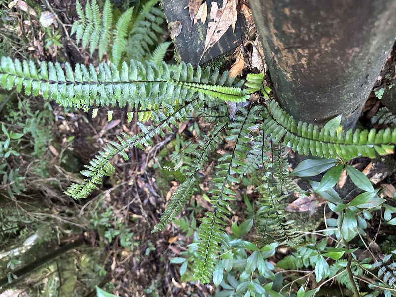 Asplenium serratipinnae photo 7