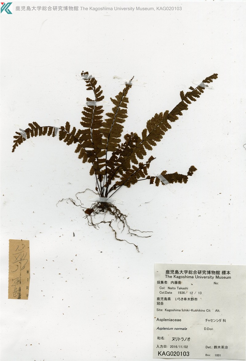 Asplenium serratipinnae photo 8
