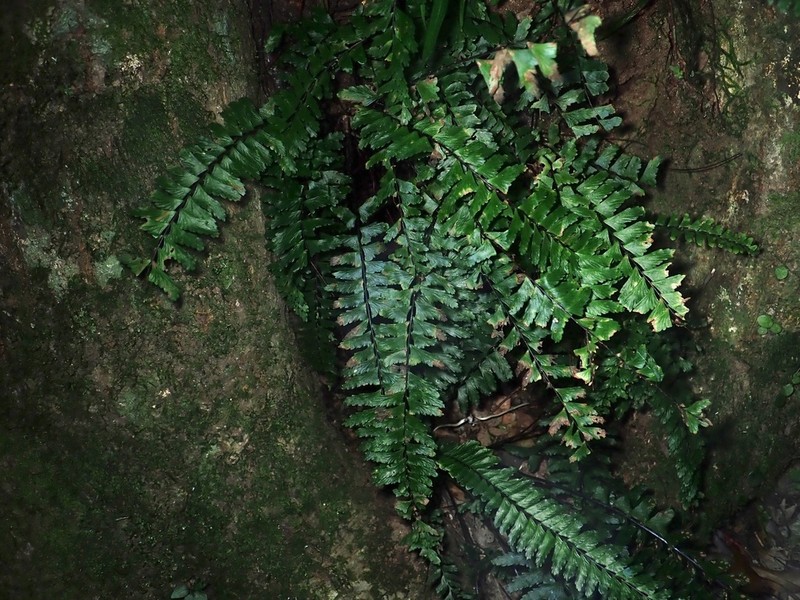 Asplenium serratipinnae
