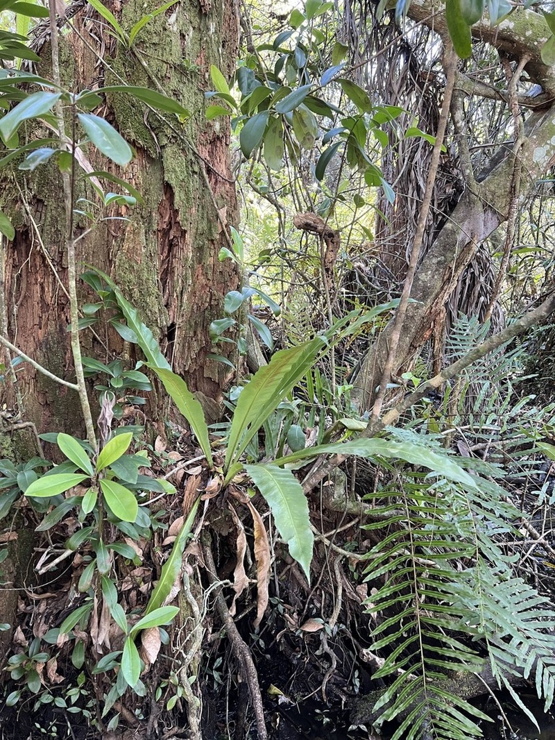 Wild Birdnest Fern photo 2