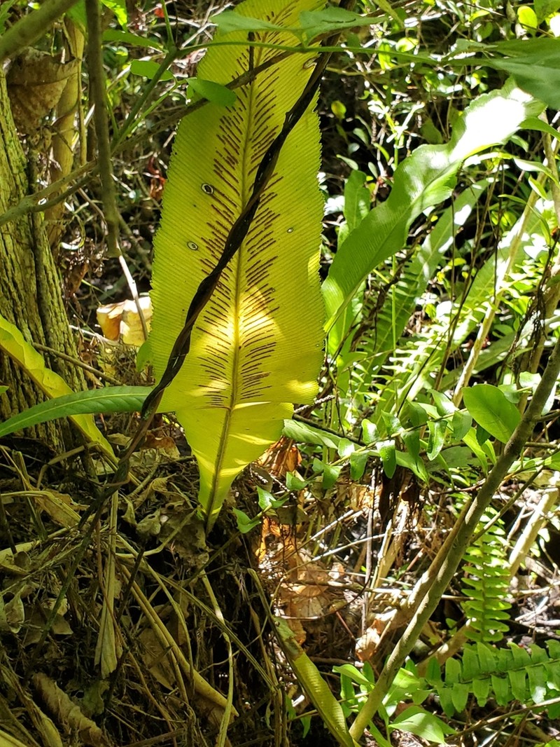Wild Birdnest Fern photo 3
