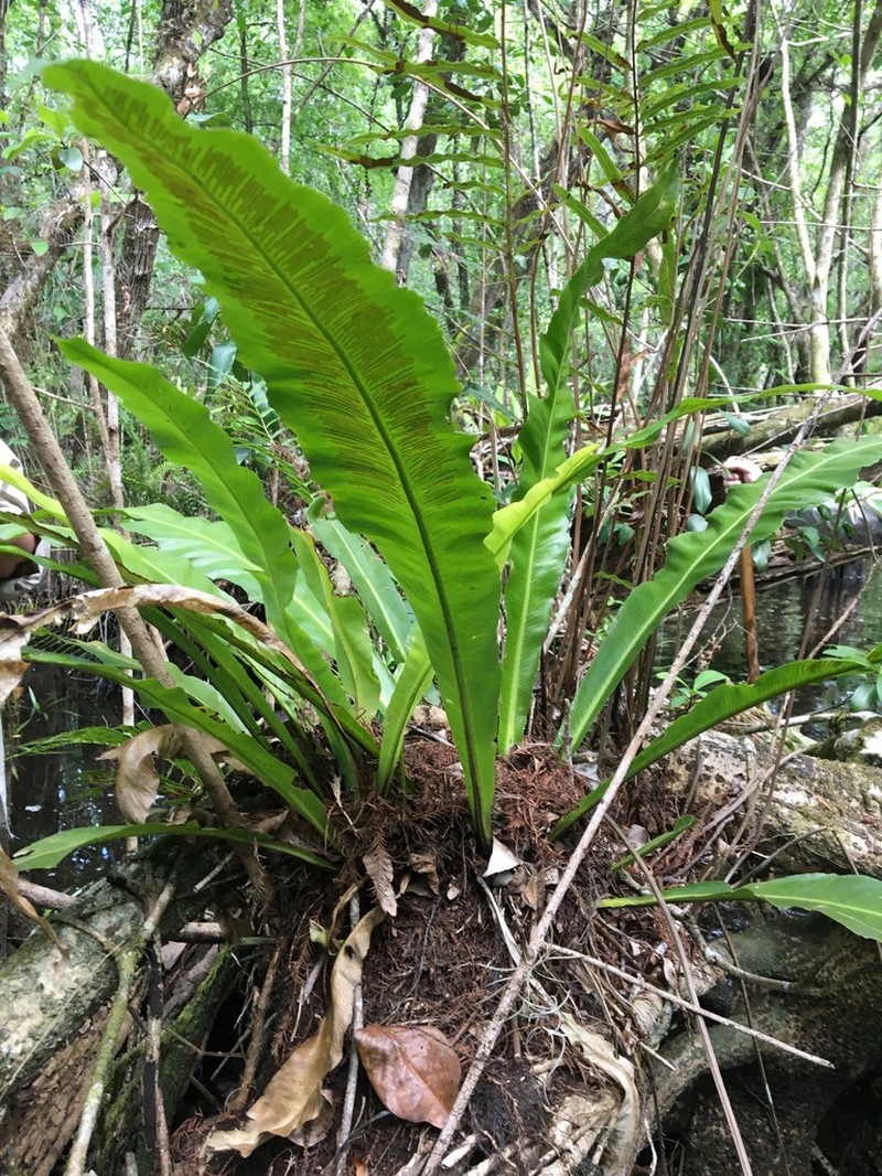 Wild Birdnest Fern photo 4