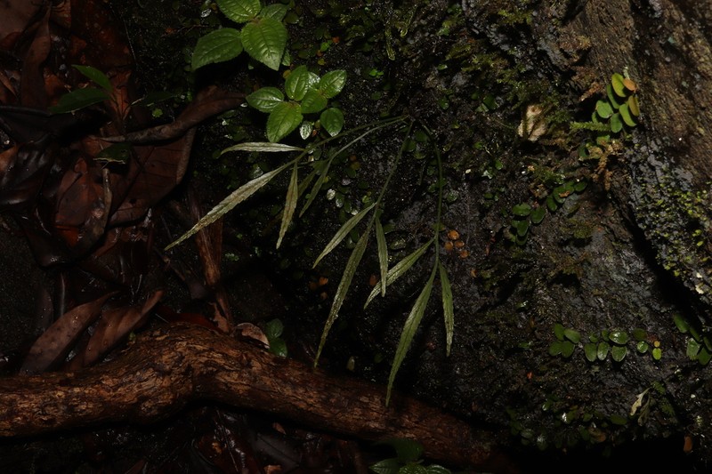 Asplenium serricula