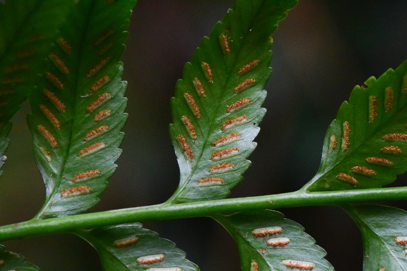 Asplenium serricula photo 2
