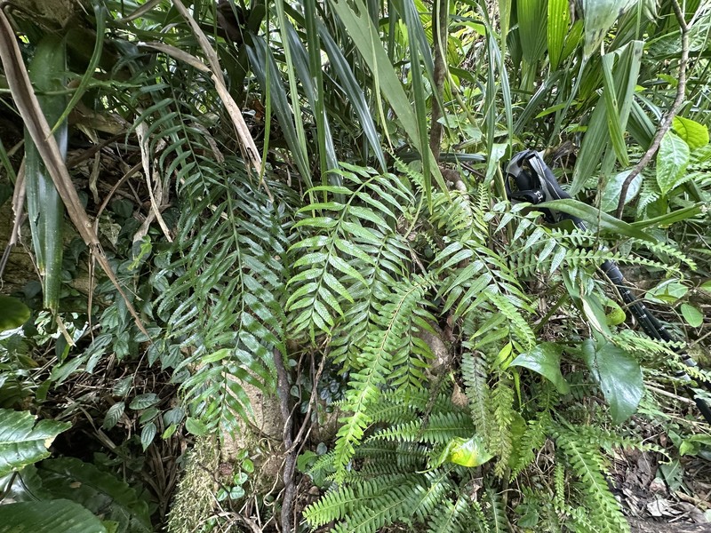 Asplenium serricula photo 3