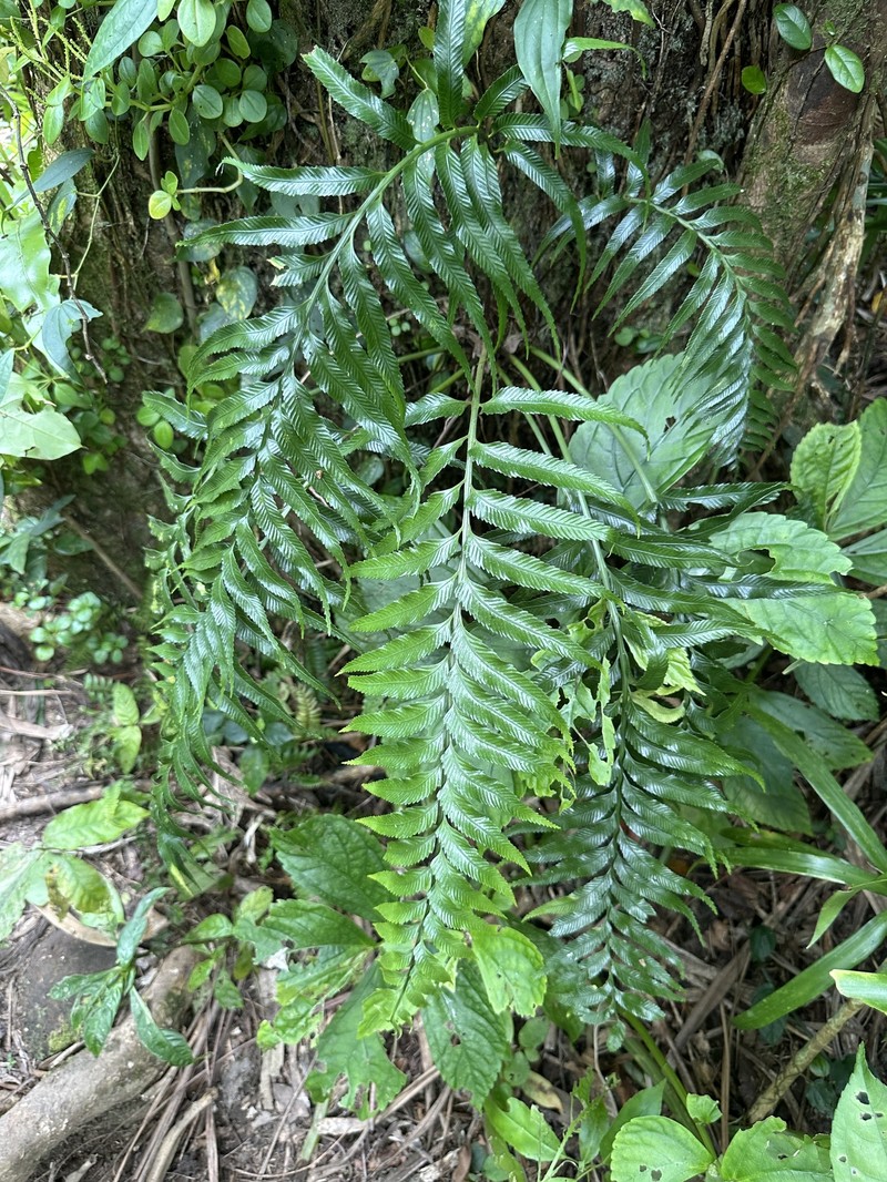 Asplenium serricula photo 4
