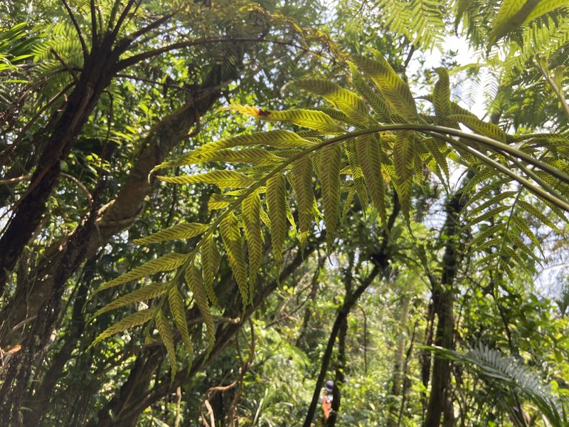 Asplenium serricula photo 5