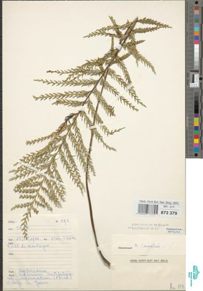 Asplenium sertularioides