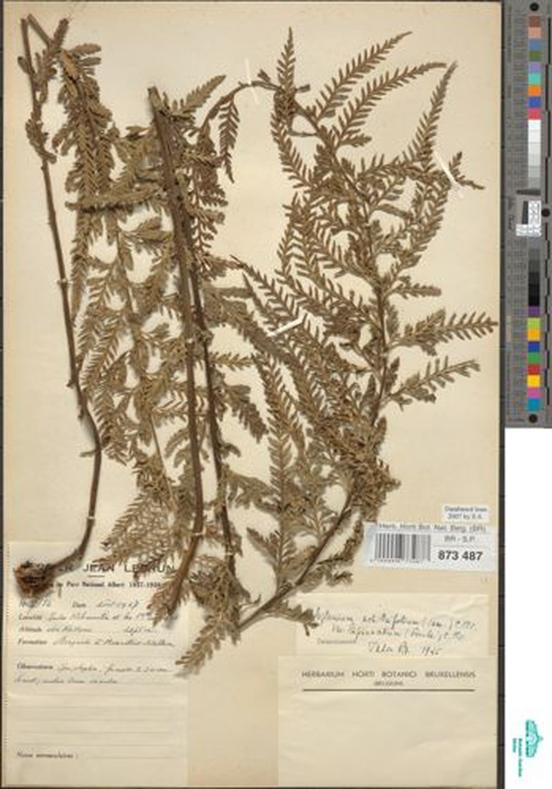 Asplenium sertularioides photo 2