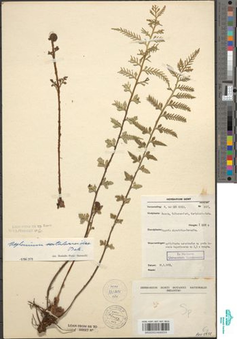 Asplenium sertularioides photo 3