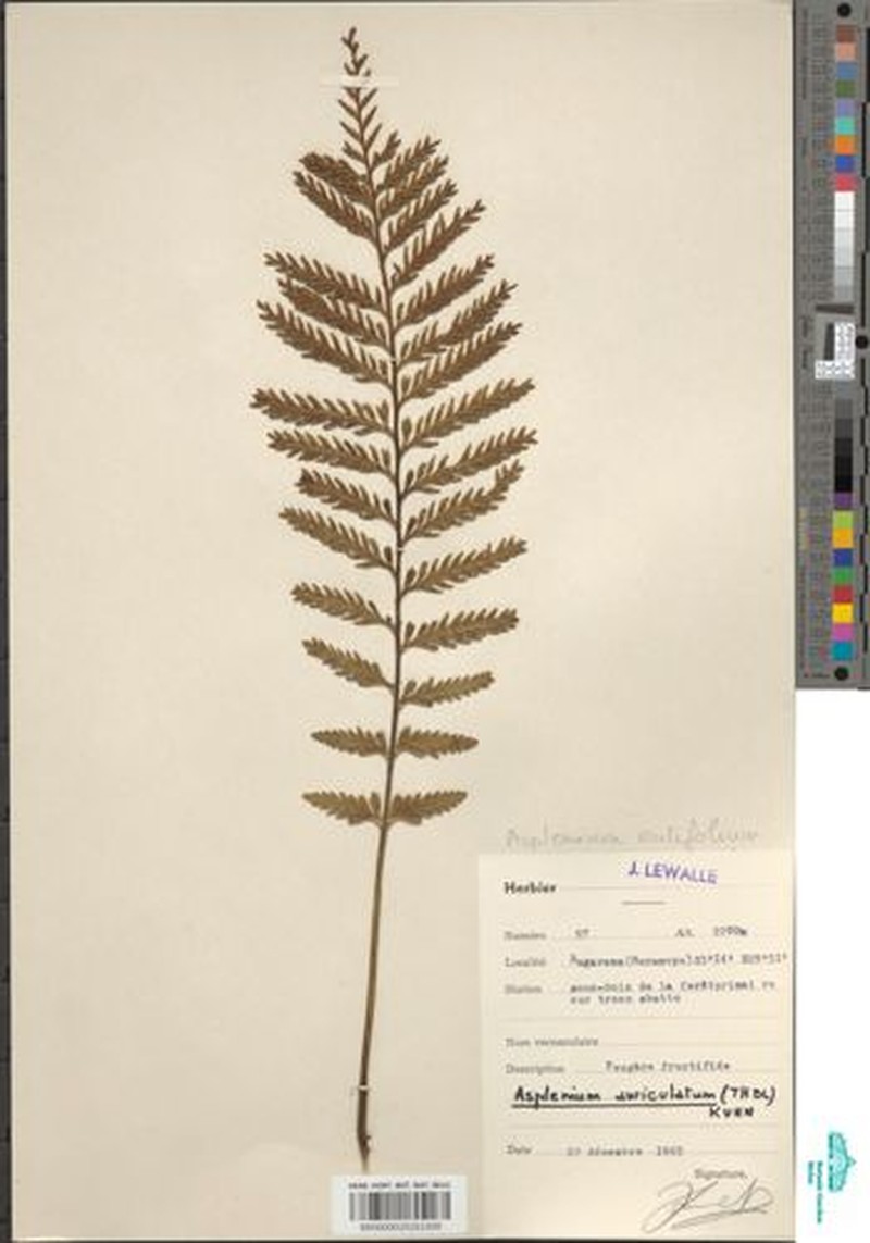 Asplenium sertularioides photo 4