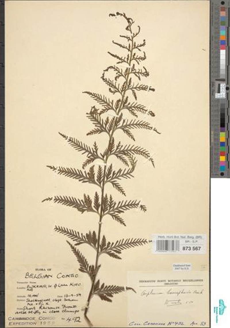 Asplenium sertularioides photo 5