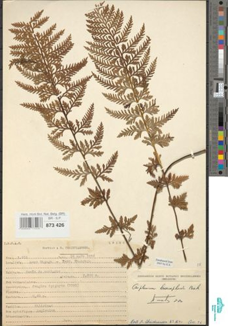 Asplenium sertularioides photo 6